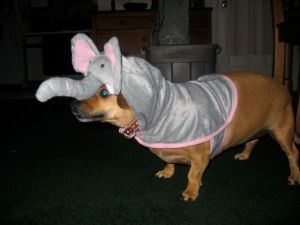 Lucy as Elephant