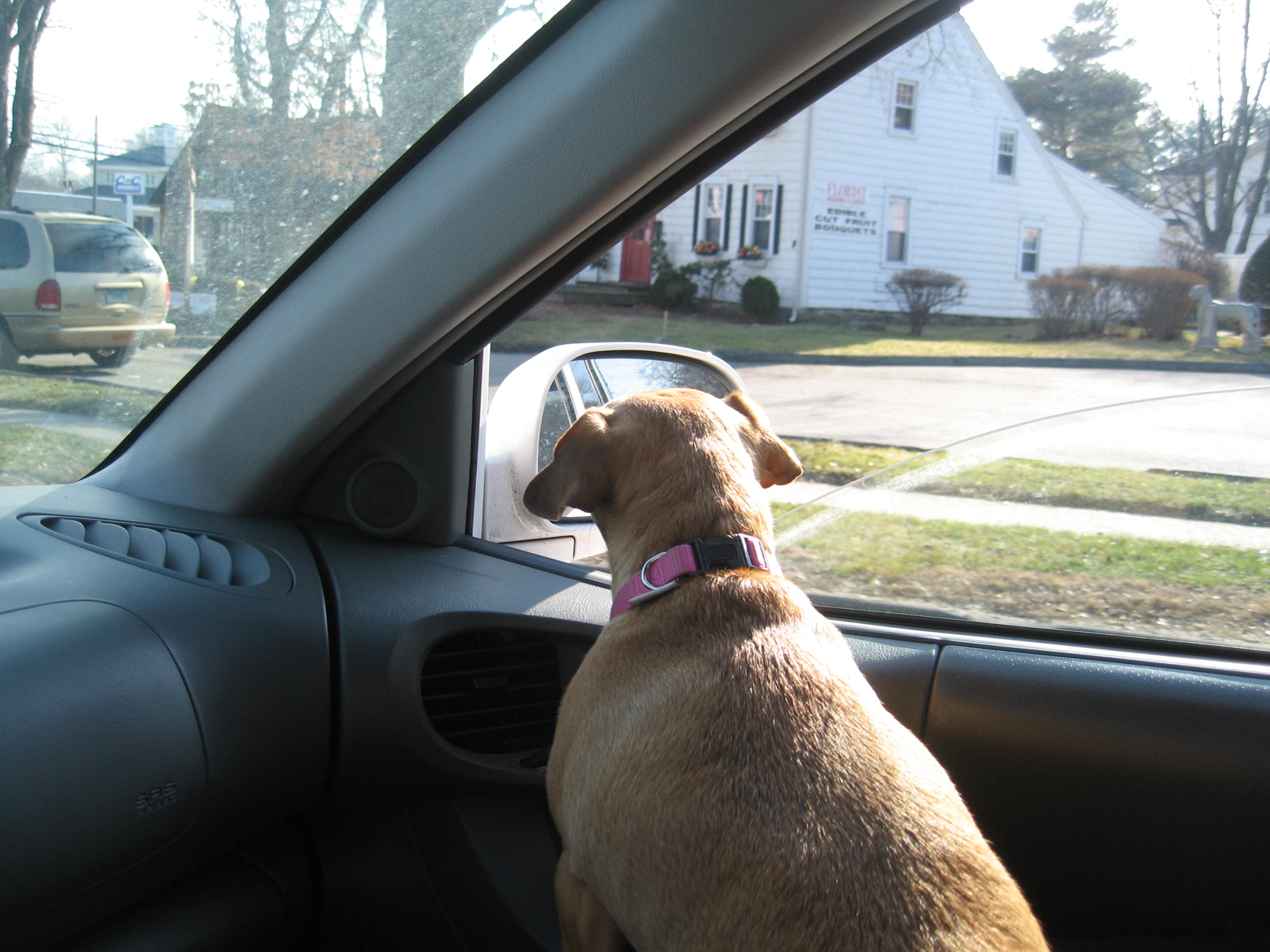 Lucy riding shotgun, barking at anything that moves and wagging her tail like a college student on Spring Break